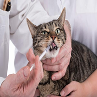 Cómo dar un remedio a un Gato