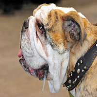 Exceso de saliva en los perros