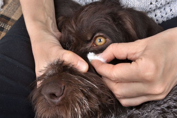 Cómo Limpiar los ojos de un Perro