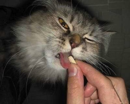 Cómo dar un remedio a un Gato en la comida