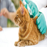 Tratamiento para la anemia en gatos