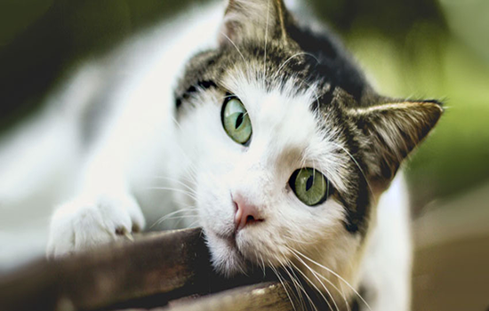 Tratamiento para la anemia en gatos y su prevención