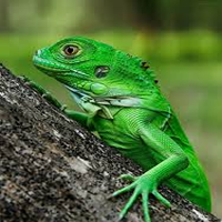 Enfermedades en las Iguanas verdes