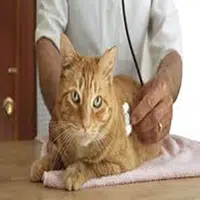 Cuidados del gato