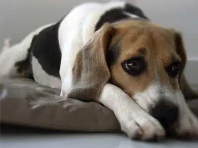Depresión en la mascota La Depresión En Las Mascotas Y Sus Síntomas