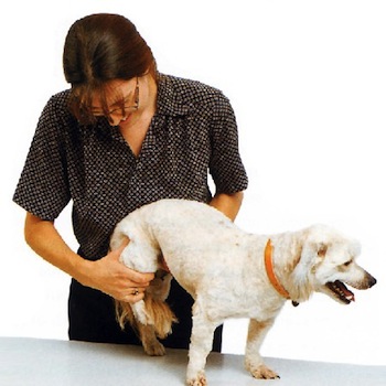 La Artritis en los perros y su manejo