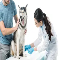 La Artritis en los perros