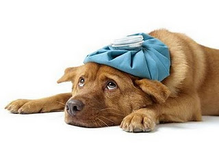 La Diarrea en perros tratamiento y como prevenirla