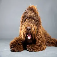 Raza de perros de Agua