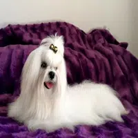 Cuidados del pelo de un Bichón Maltés