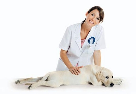 Beneficios de hacer masajes a un Perro