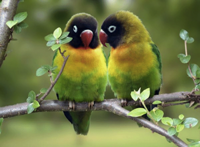 Los Agarponis o pájaros del Amor