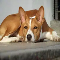 Perro de raza Basenji
