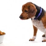 Alimentacion de Perros Consejos
