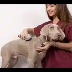 Caída Del Pelo En Perros