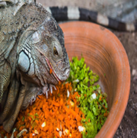 Comida para Iguanas saludable