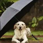 Cómo cuidar tu mascota del calor Cómo Cuidar Tu Mascota Del Calor