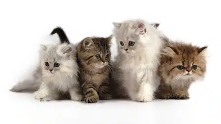 Consejos Para La Adopción De Un Gato