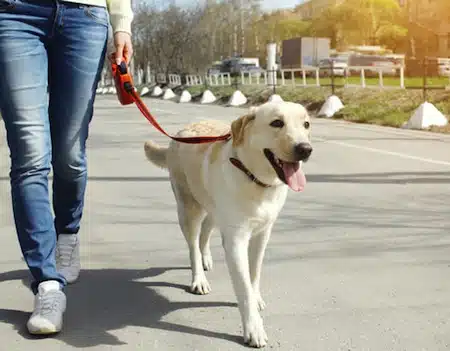 Consejos Para Ser Un Buen Dueño De Una Mascota