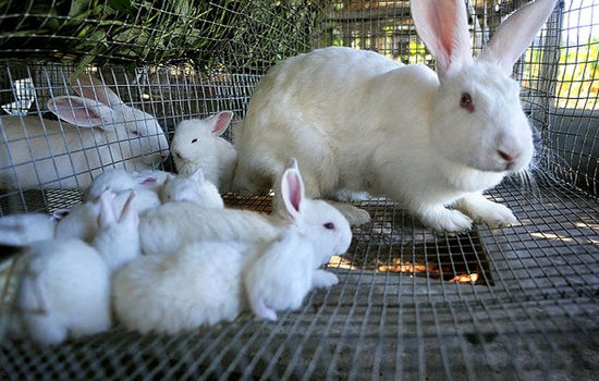 Consejos para los Cuidados para la crianza de conejos