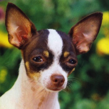 El Perro Chihuahua