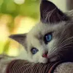El Estornudo En Gatos