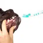 El Mal Aliento En Los Perros