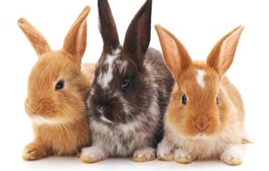 Cómo prevenir Enfermedades de los conejos