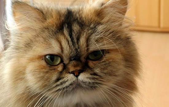 Enfermedades del gato persa y su tratamiento
