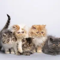 Enfermedades del gato persa