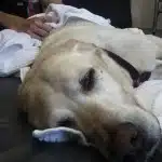 La Eutanasia En Mascotas