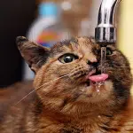 La Importancia Del Agua En Los Gatos