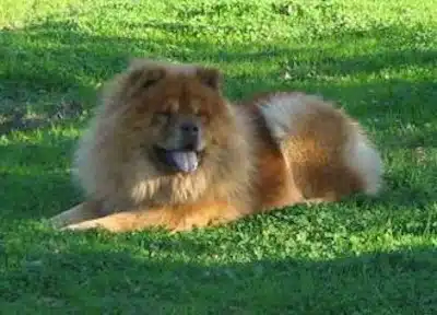 La Vejez Del Chow Chow Y Sus Cuidados