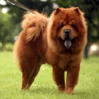 La vejez del Chow Chow