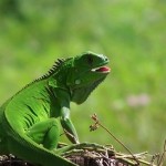 Las Vitaminas y calcio en las iguanas