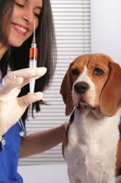 Mejores vacunas para tu Perro