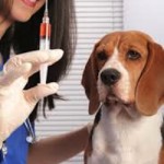 Mejores vacunas para tu Perro