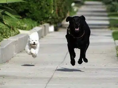 Importancia Del Ejercicio En Perros Para Una Buena Salud