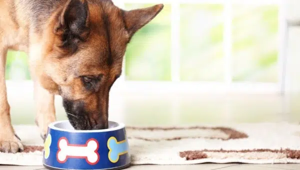 Nutrientes Necesarios Para Perros Adultos