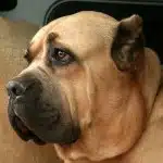 Perro De Raza Cane Corso