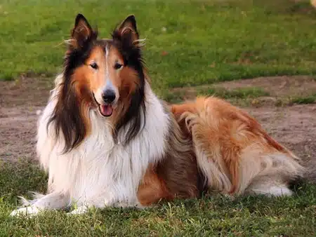Perro De Raza Collie De Pelo Largo