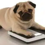 Perros Con Sobrepeso Consejos