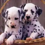 Que Tener En Cuenta Al Regalar Un Perro