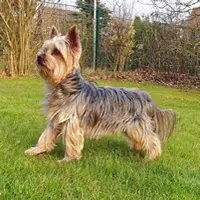 Raza de perro Australian Terrier