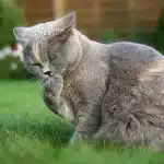 Remedios Para Las Bolas De Pelo En Gatos