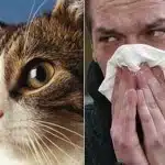 Tratamiento De Las Alergias En Mascotas