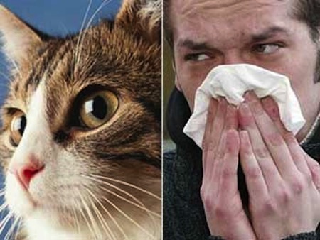Tratamiento de las alergias en Mascotas
