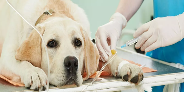 Tratamiento del cáncer de piel en perros