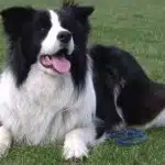 Caracteristicas Del Perro De Raza Border Collie