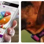 Collar Para Monitorizar La Salud De Tu Mascota